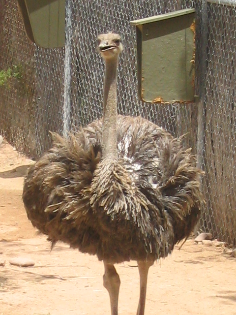 458x617 pixels (206K)